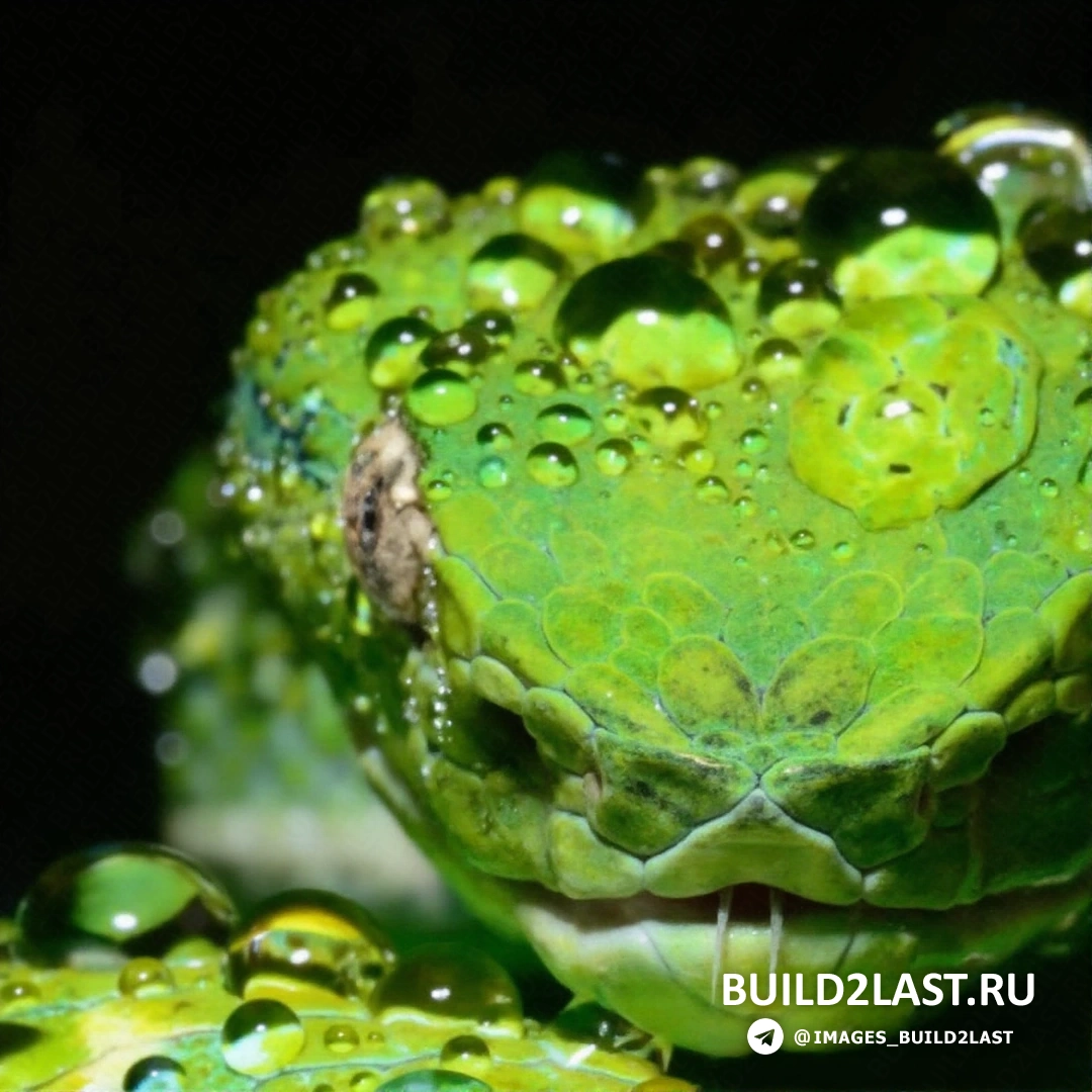 Пара собакоголовых удавов на дереве, один обвивает ствол, другой прячется в ветках.